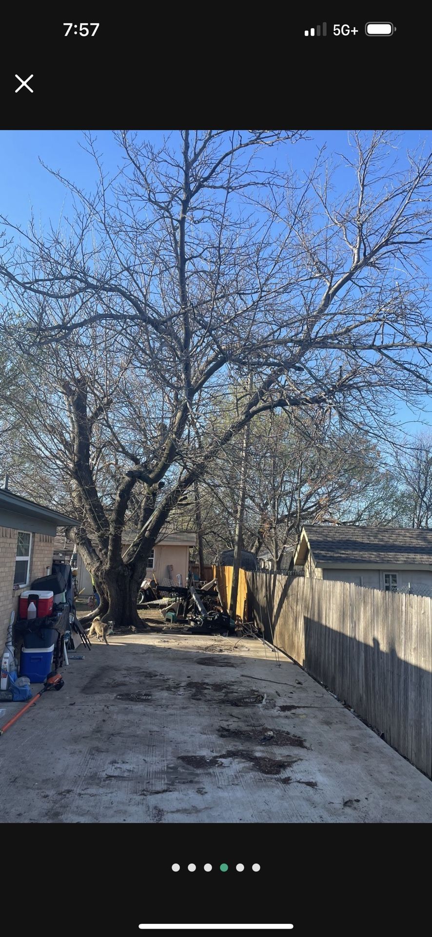 Tree )(: Trimming ():