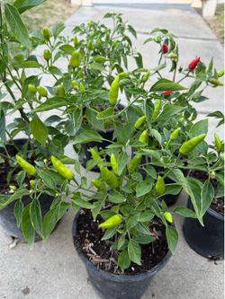 chile pico de pájaro /bird’s beak pepper plant