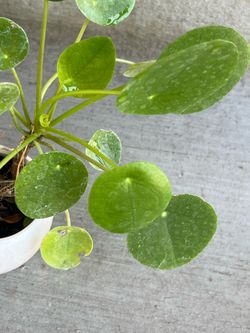 Plants