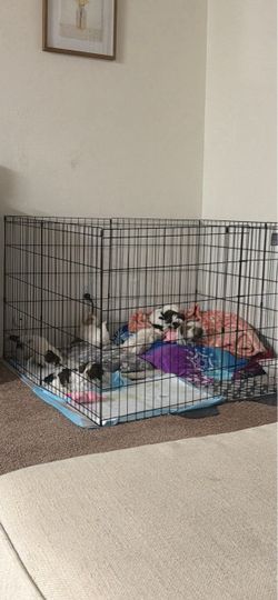 Cage for sale