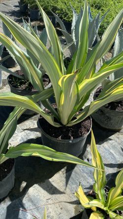 False Agave - 7 Gallons