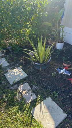 Aloe Plant And Pot Take Both 