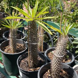 Madagascar ( Phacypodium Lamerei ) on 5 Gal. $50 Each