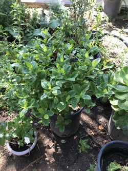 Plant sale