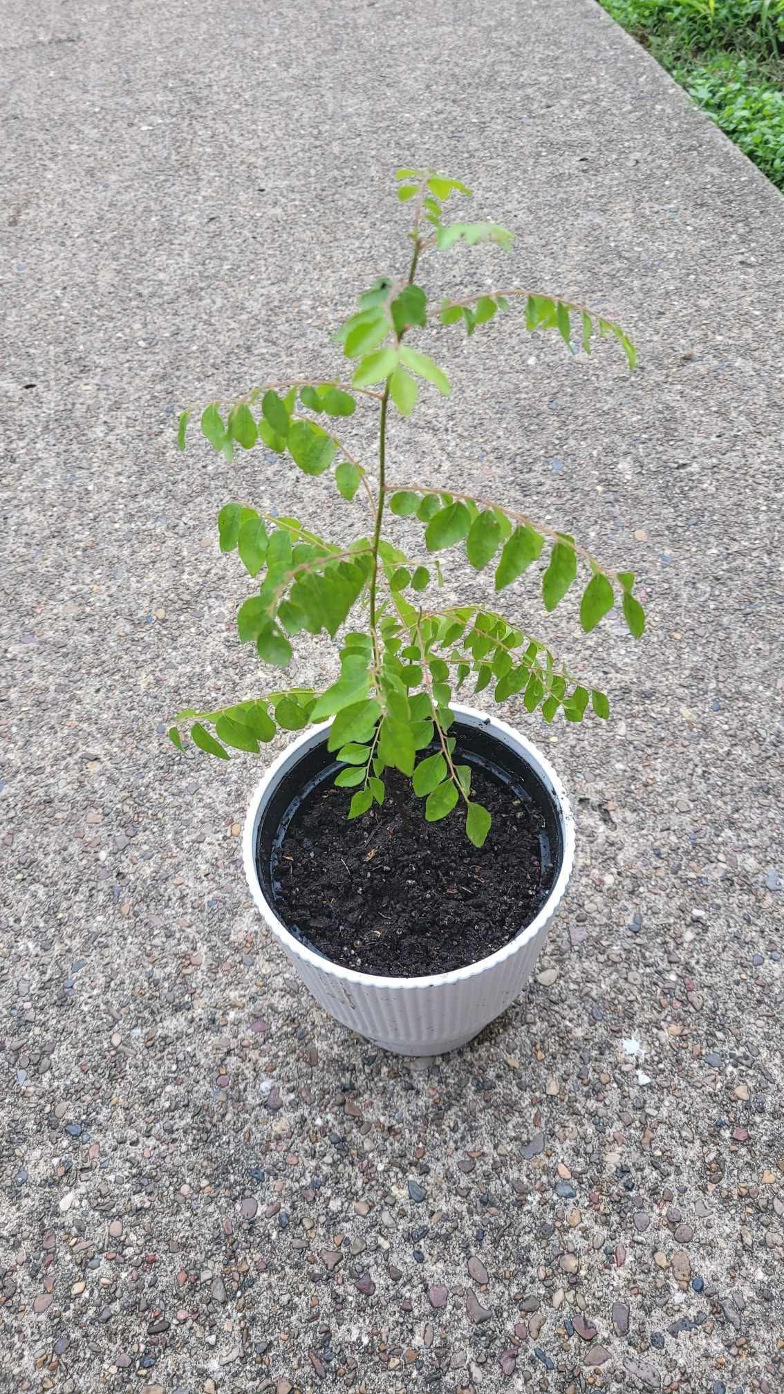 Organic Curry Leaf Murraya Koenigii Indian Sweet Neem Live Herb Plant 6”pot 14” Tall