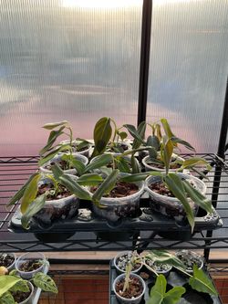 Philodendron gigas