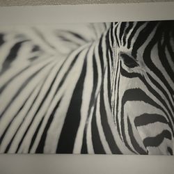Zebra Photo On Canvas
