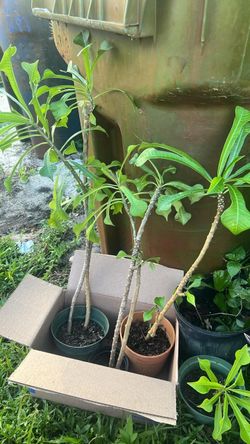 Bridal Boquete Plumeria Plant full sun