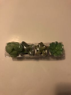 Mini succulents
