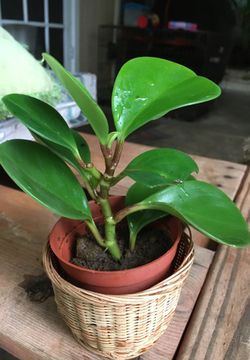 Nice little plant 🌱