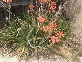 Free aloe vera plant
