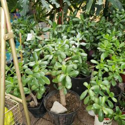 Jade Plants