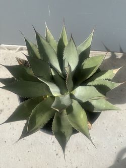 Blue Agave Plant - 5 Gallon Pot