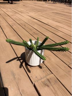 Huernia cactus