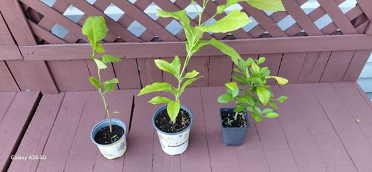 Lime  plant