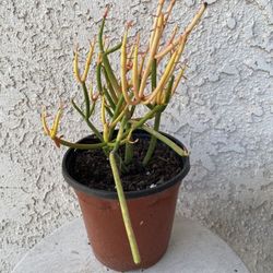 6 Inch Pot Succulent Plant - Euphorbia Tirucalli - Fire-Sticks Red Pencil Tree - Rooted & Established - Drought Resistant 🪴 