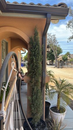 2 Italian cypress tree