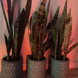 SANSEVIERIA With New Pot.