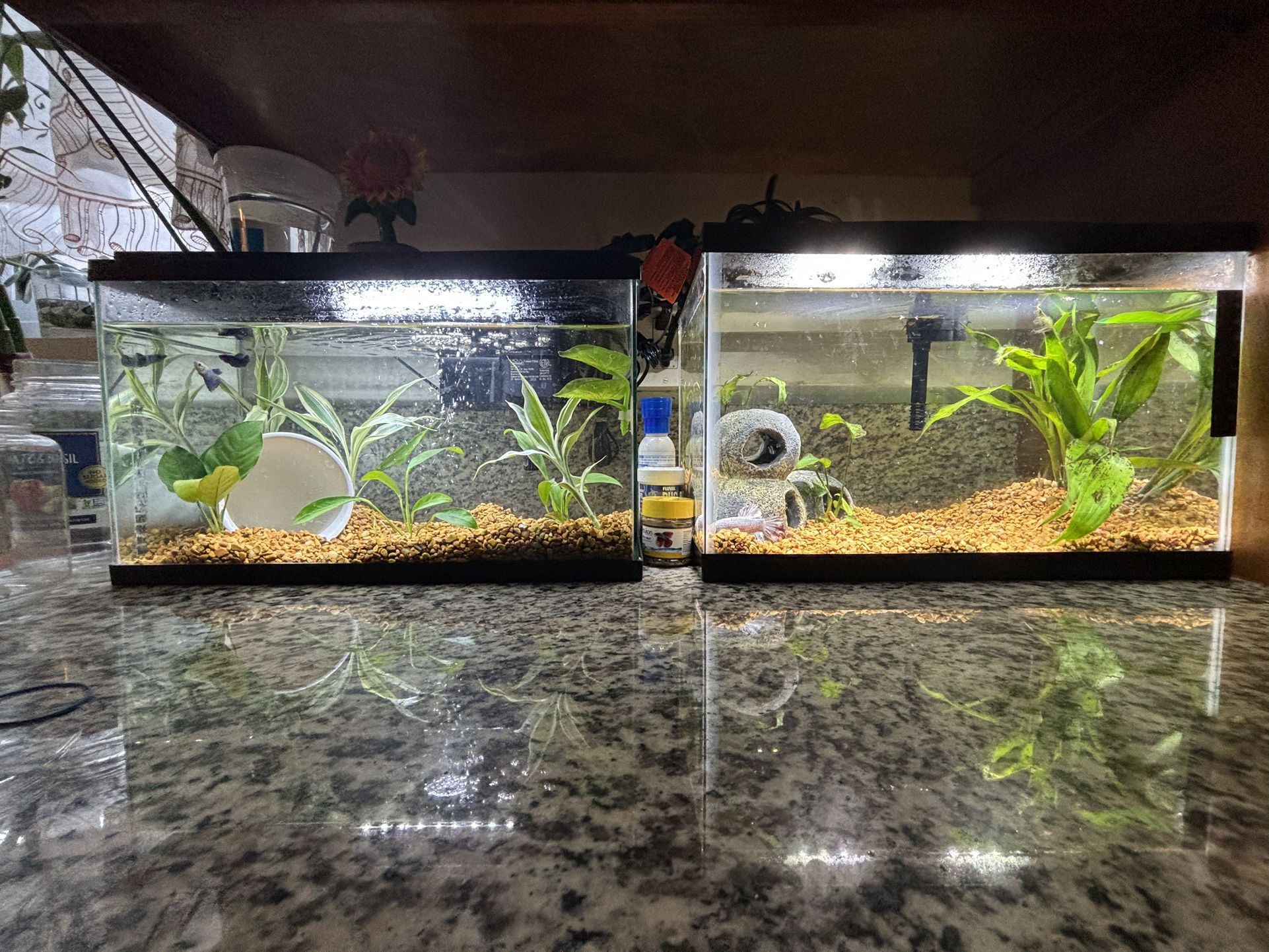 Fish Tank