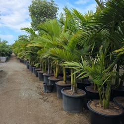 King Palm 25 Galones