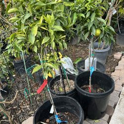 Semi Dwarf Clementine Mandarin With Fruit