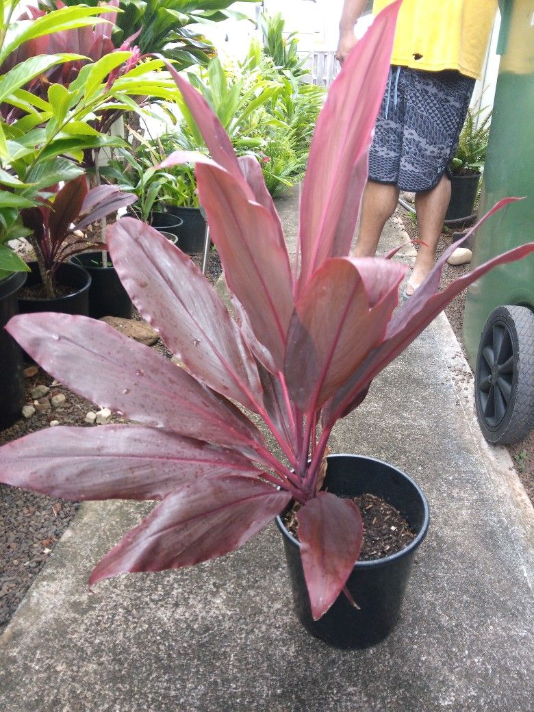 Red Top Leaf Plant