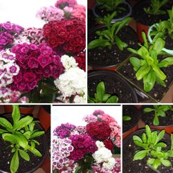 Sweet William perennial plants$6 Each pot