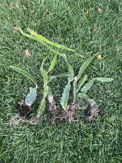 Rooted Purple Haze Dragon Fruit Plant