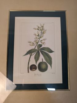 Bombay Vintage Botanical Illustration Framed Wall Art Gold Tone Frame Green Mat