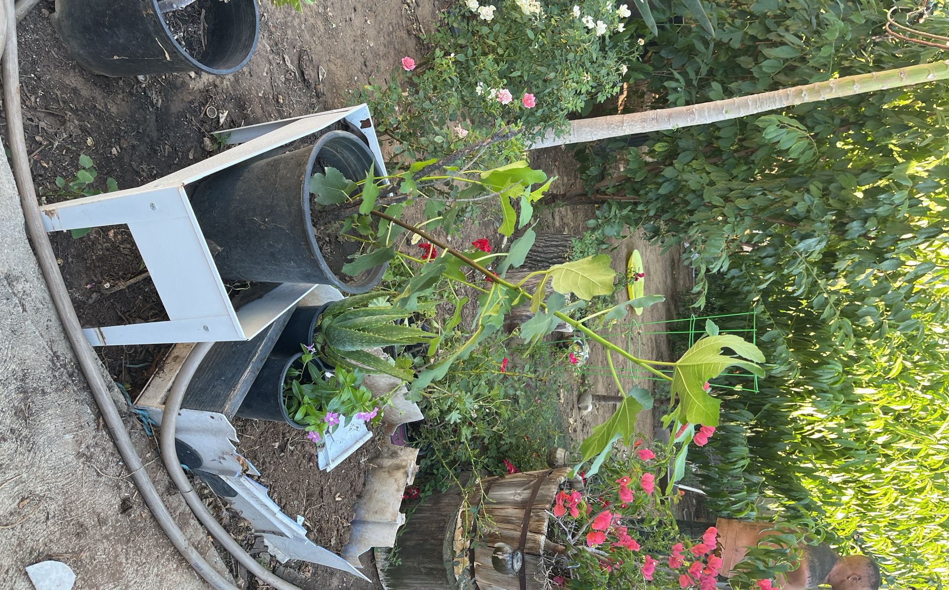 Plants