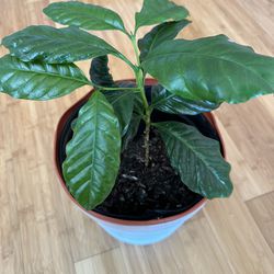 House Plant Coffee Arabica