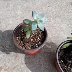 Ghost Plant Succulent