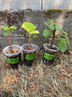 Rooted Fig Plants – Tena, Black Mission & Kadota – $20 Each OBO