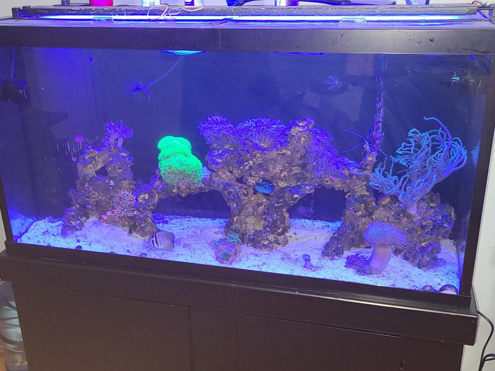 90 gal fish tank