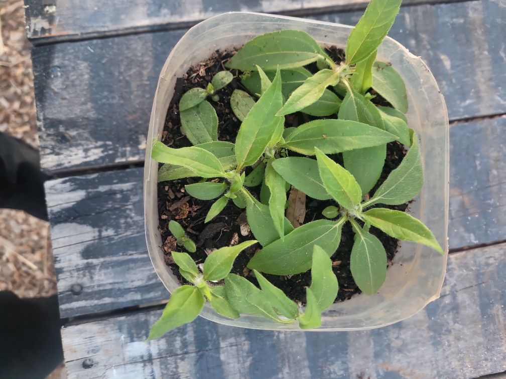 Jerusalem artichokes 