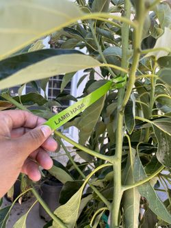 Grafted Lamb Hass Avocado 🥑 Tree 