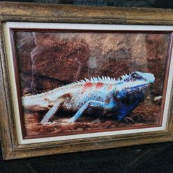9.5inx14.25in Lizard Picture in 14x18.5 Wood Frame