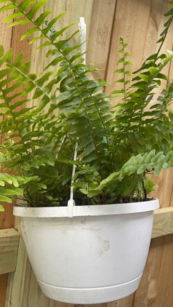 🌳🌳HELECHOS PLANT BASKET 🌳🌳