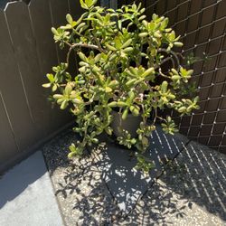Very Large Jade Plant