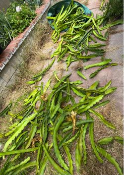 A Bunch of Dragon Fruit Cuttings