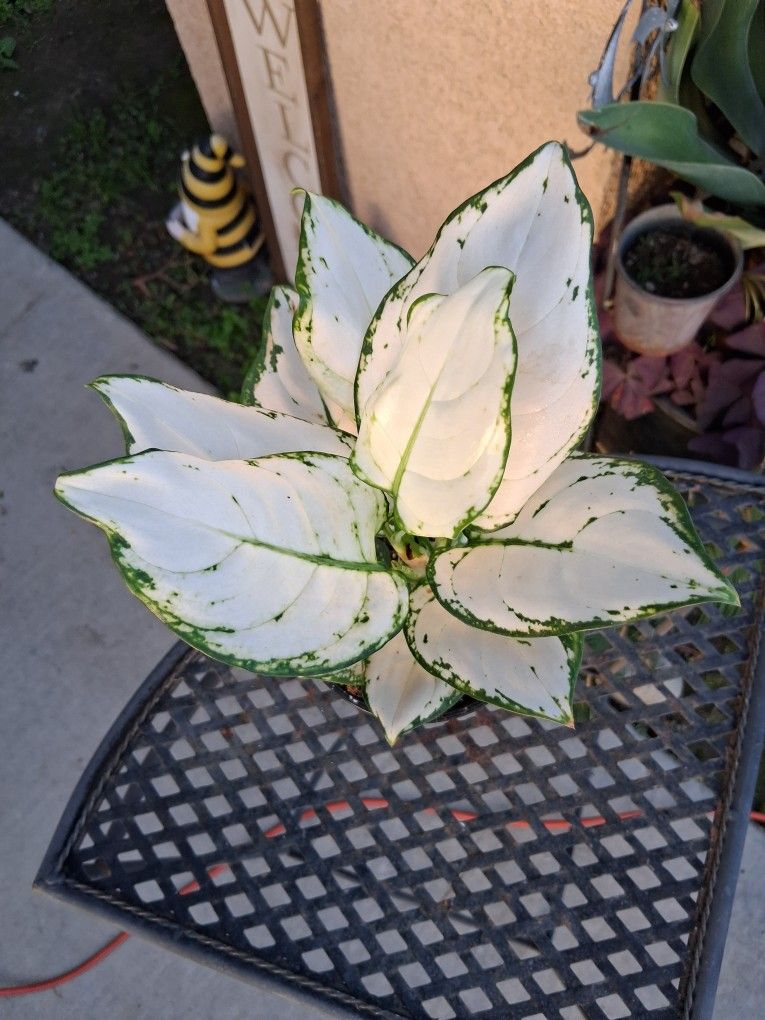 Aglonema White Valentine Plant $25
