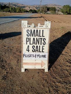 Plants and yard sale