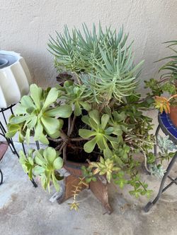Large Mixed Succulent Arrangement in Wood Pot