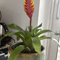 Home Plant