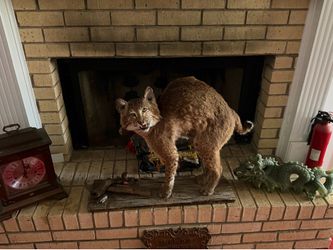 Taxidermy
