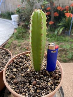 Pach X Gurau Cactus