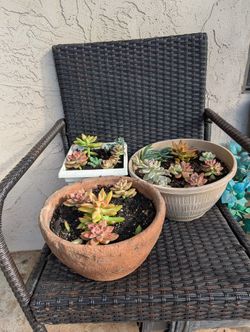 Pot With Succulents 