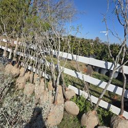 Arboles De Mesquite De Bola 