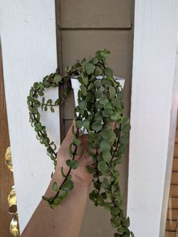 Portulacaria Plant