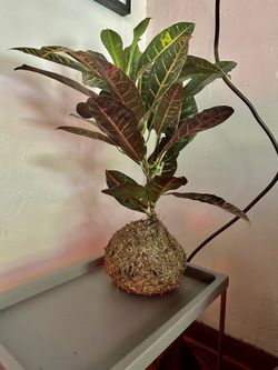 Plants - Kokedama - Petra Croton